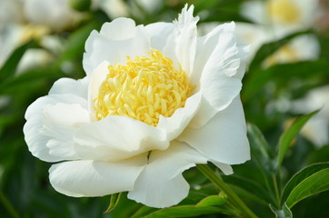 Beautiful white peony flower in the garden 