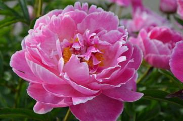 Light pink peony flower in the garden 
