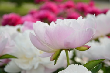 Fototapeta premium Peony summer flowers in the garden 