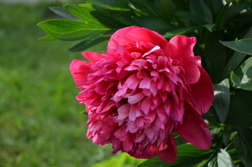 Summer pink peony 