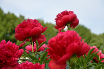 Red peony summer peony flowers 