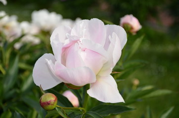 Obraz premium White beautiful summer peony flower in the garden 