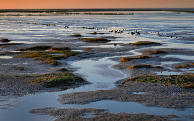 Wattenmeer, Waddensea 15171.jpg