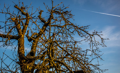 Nistkasten in einem alten Baum