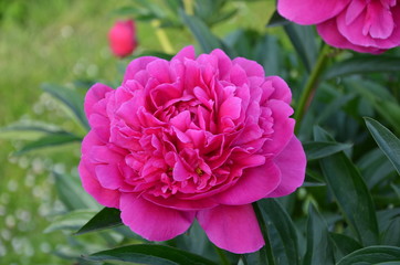 Big pink peony flower 