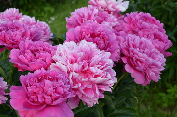 Big summer peonies 