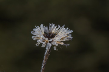 Blume mit Eiskristallen