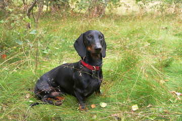 Black and tan dachshund sitting on grassy meadow