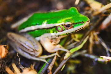 frog in natural habitat