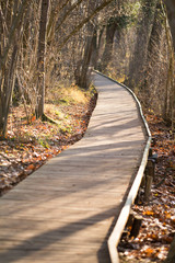 Obraz premium Chemin dans la forêt - ponton