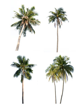 Coconut tree set isolated on white background