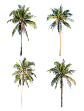 Coconut tree set isolated on white background