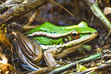 frog in natural habitat