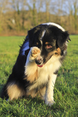 australian shepherd doing trick