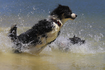 australian shepherd diving