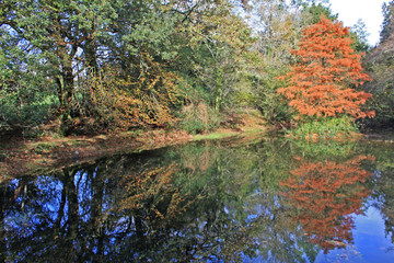 Fototapeta na wymiar Lake in Autumn