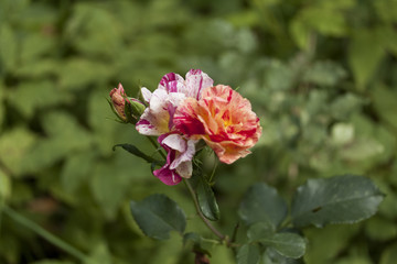 Obraz premium Роза