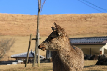奈良　若草山と鹿