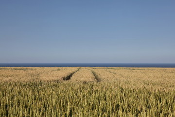 Le temps des moissons.