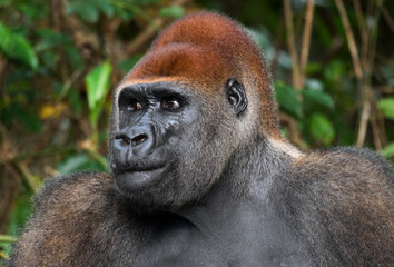 Portrait of lowland gorilla. Republic of the Congo. An excellent illustration.