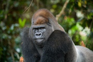 Obraz premium Portrait of lowland gorilla. Republic of the Congo. An excellent illustration.