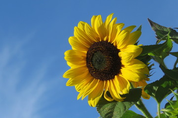 Obraz premium Close up of a Large Sunflower against a bright Blue Sky