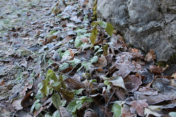 leaves icy