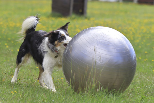 Border collie big ball