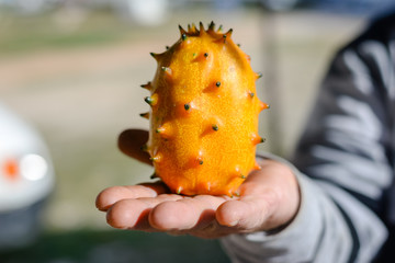 Tropical fruit Kiwano or horned melon placed on the hand