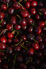 Freshly picked heap of sweet  cherries