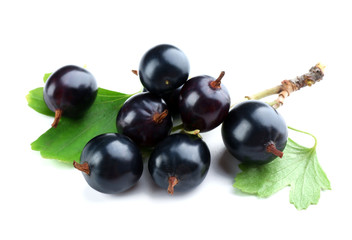 Wild black currant with green leaves isolated on white
