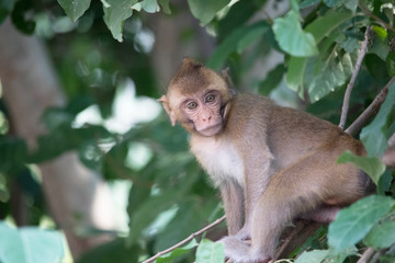 可愛いサル
