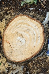 dry stump tree in garden