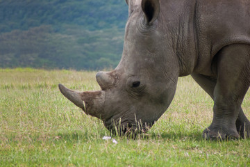 Obraz premium Portrait of big white rhino grazing grass in african grassland