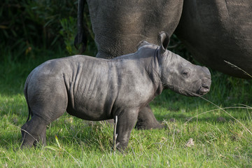 Fototapeta premium Baby White Rhino