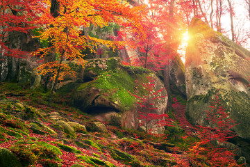Obraz na płótnie Canvas Golden colors of autumn