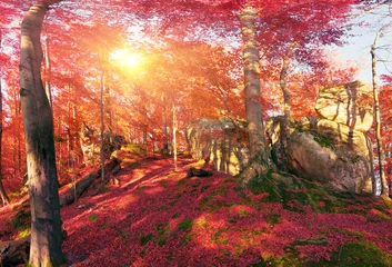 Washable wall murals Autumn Beeches the rocks
