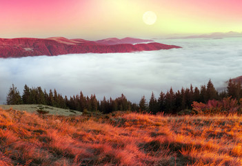 Fog in the autumn