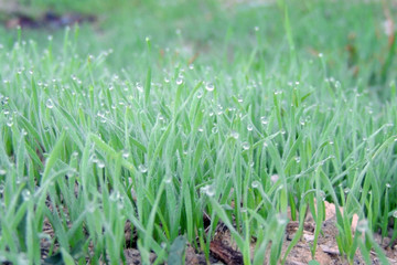 Fototapeta premium Morning dew