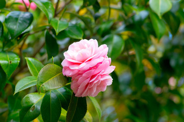 camellia flower