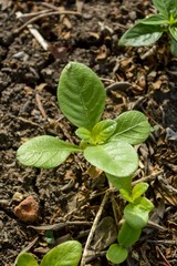 green sprout on ground in garden
