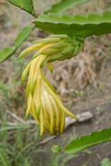 Blossom white flower of dragon fruit - hylocereus cactaceae