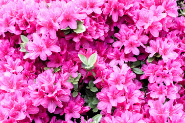 azalea at nezu shrine,tokyo,japan