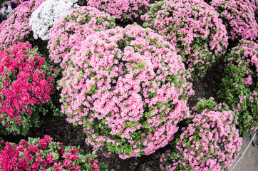 Obraz premium azalea at nezu shrine,tokyo,japan