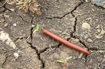 millipede on crack soil