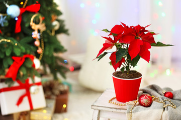 Christmas flower poinsettia on holiday interior