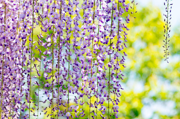 Wisteria at Kameido shrine,tokyo,japan
