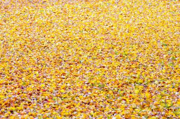 japanese autumn leaves
