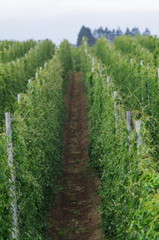 Fototapeta premium 長いも畑