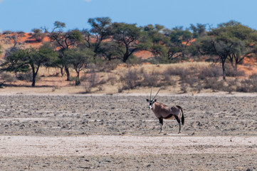 Oryxantilope in der Kalahari-Wüste; Namibia